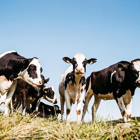 Liselotte 公寓 诺伊基希