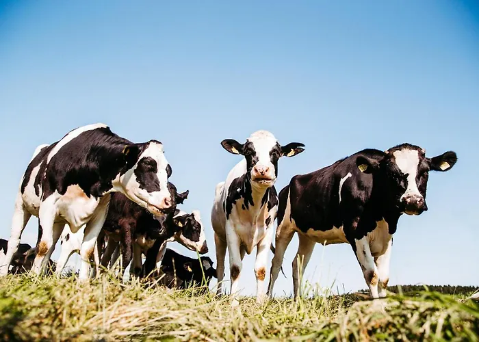 Liselotte Daire Neukirch (Tubingen)